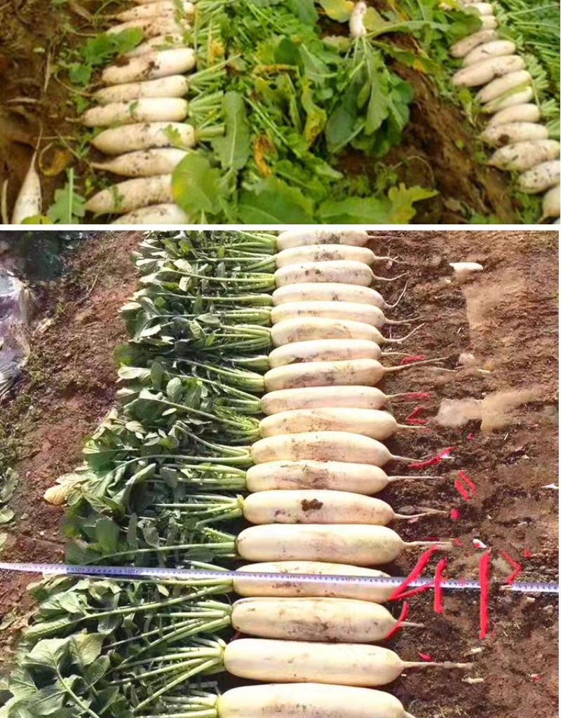 春白玉萝卜种子质量保证全国发货售后无忧欢迎联系