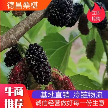 【大凉山德昌】桑椹大量上市了，农家肥，欢迎有实力老板