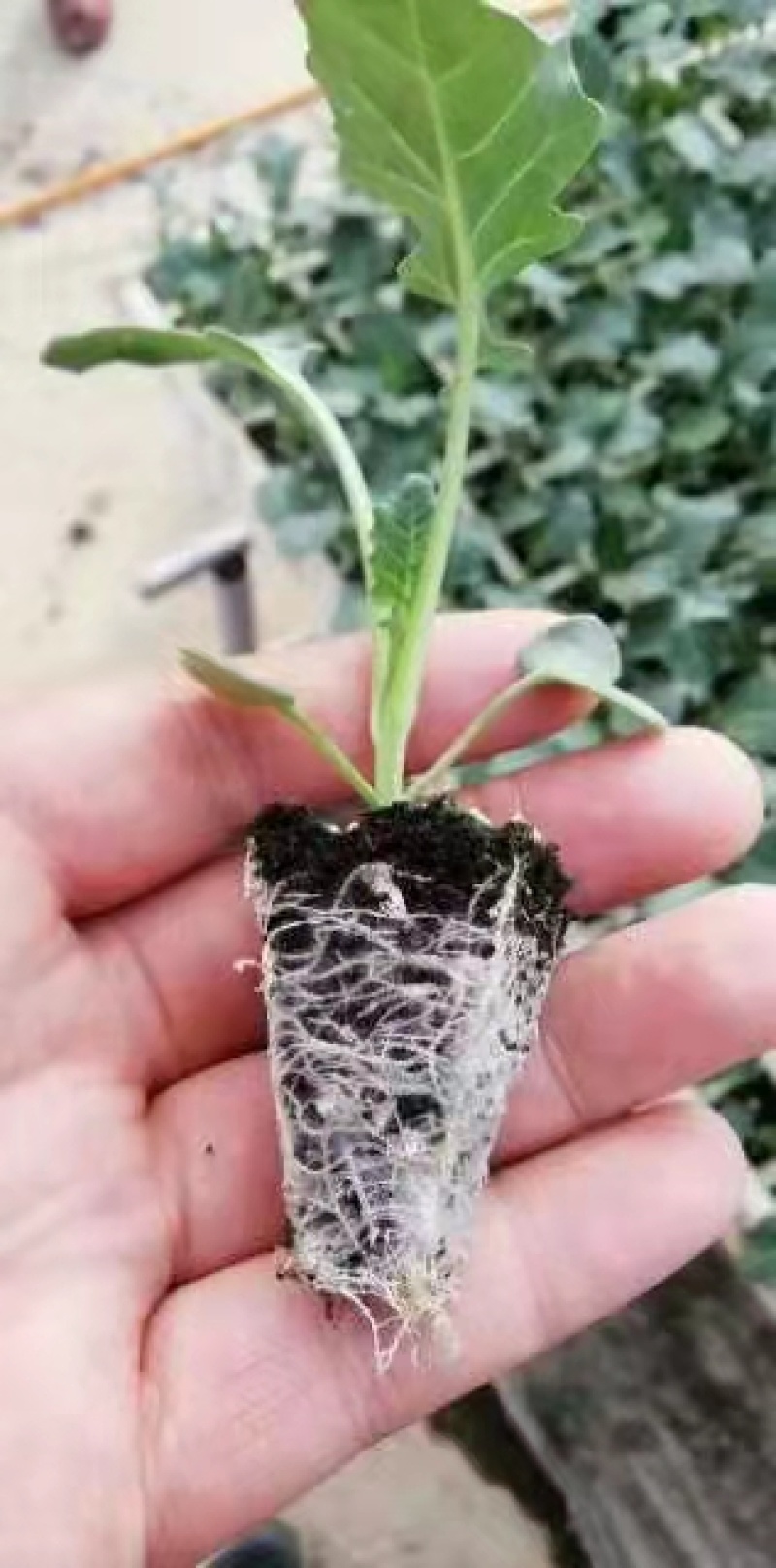 云南西兰花苗，菲翠11号，产量高苗子根系发达欢迎考察