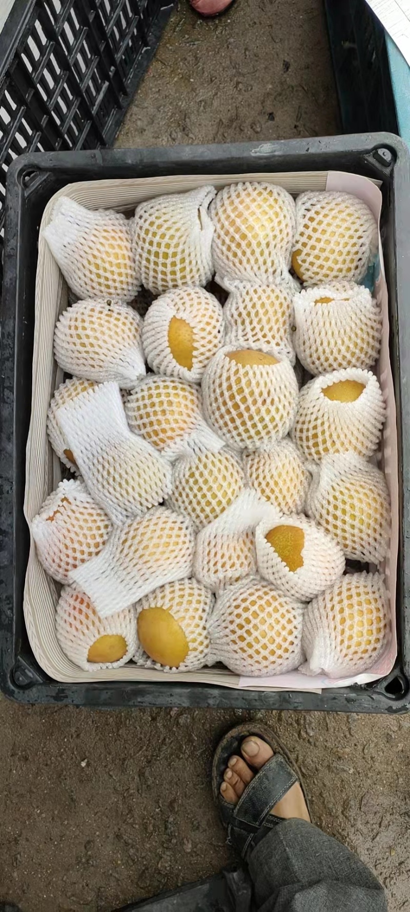 梨，晚秋黄梨。