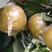 梨黄梨光果150~200g加工用梨半斤以上不坏果。