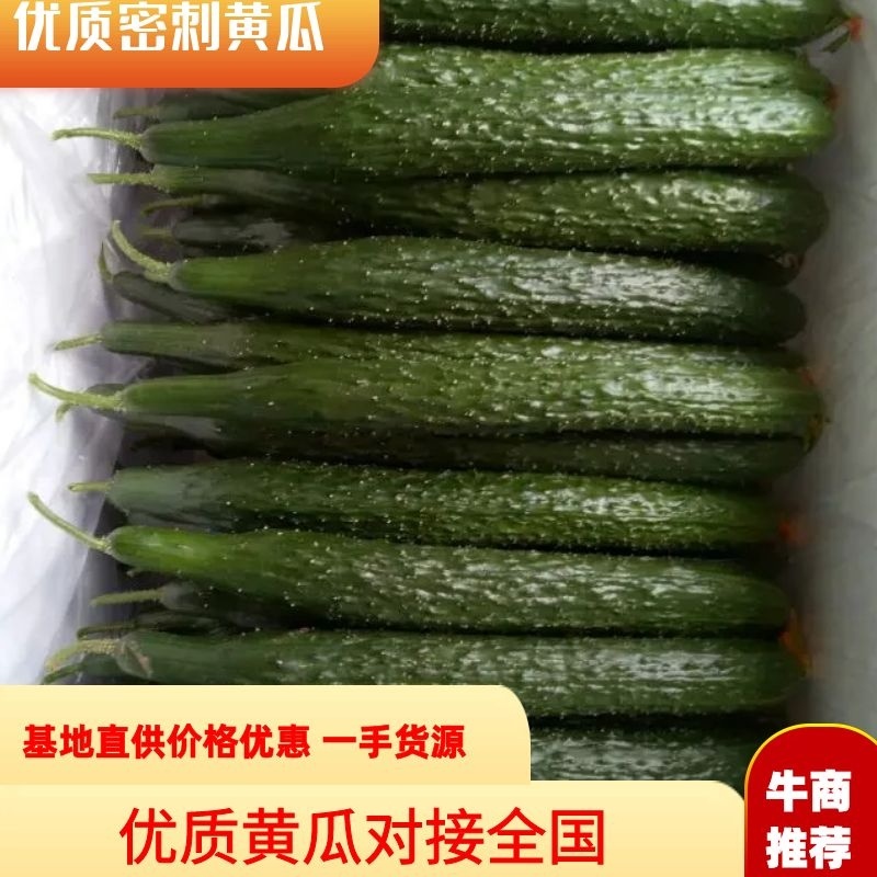 山东密刺黄瓜~干花带刺，并配有大型冷库。批发市场，
