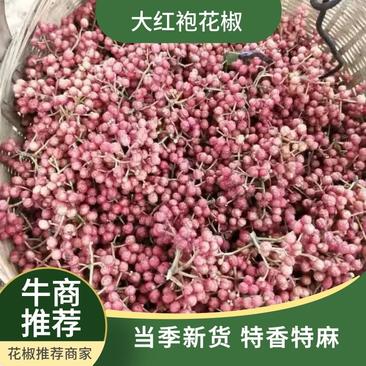 大红袍花椒山东花椒种植基地特供优质花椒货发全国