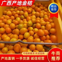 金桔广西金桔，专业代收批发优质金桔，欢迎来电咨询