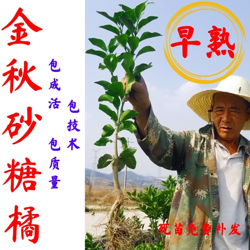 【放心购】中秋砂糖桔苗早熟砂糖桔苗枳壳枮砂糖桔苗柑桔苗