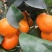 【放心购】中秋砂糖桔苗早熟砂糖桔苗枳壳枮砂糖桔苗柑桔苗