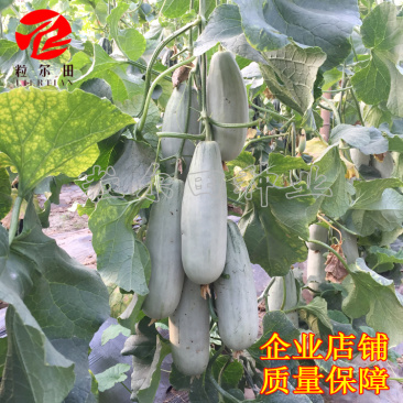 博洋甜瓜种子61甜瓜籽酥脆不酒心不酸瓤易坐果月白脆包邮