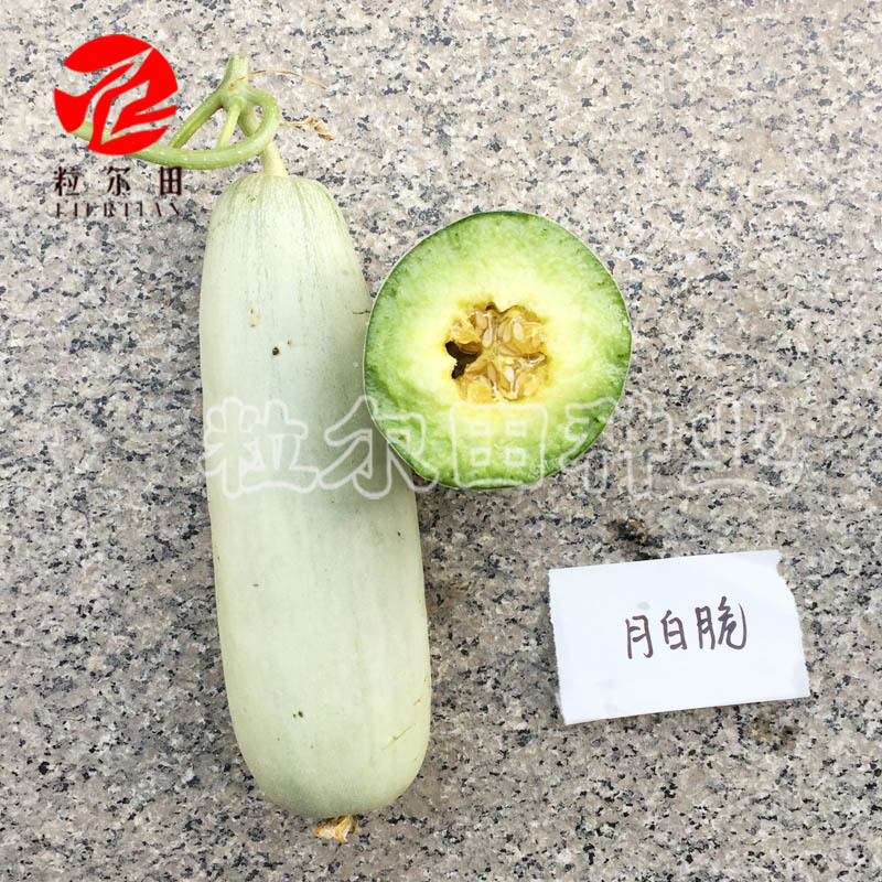 博洋甜瓜种子61甜瓜籽酥脆不酒心不酸瓤易坐果月白脆包邮