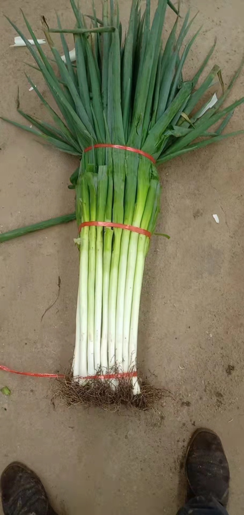 互助大葱货量大质量好价格优惠欢迎订购
