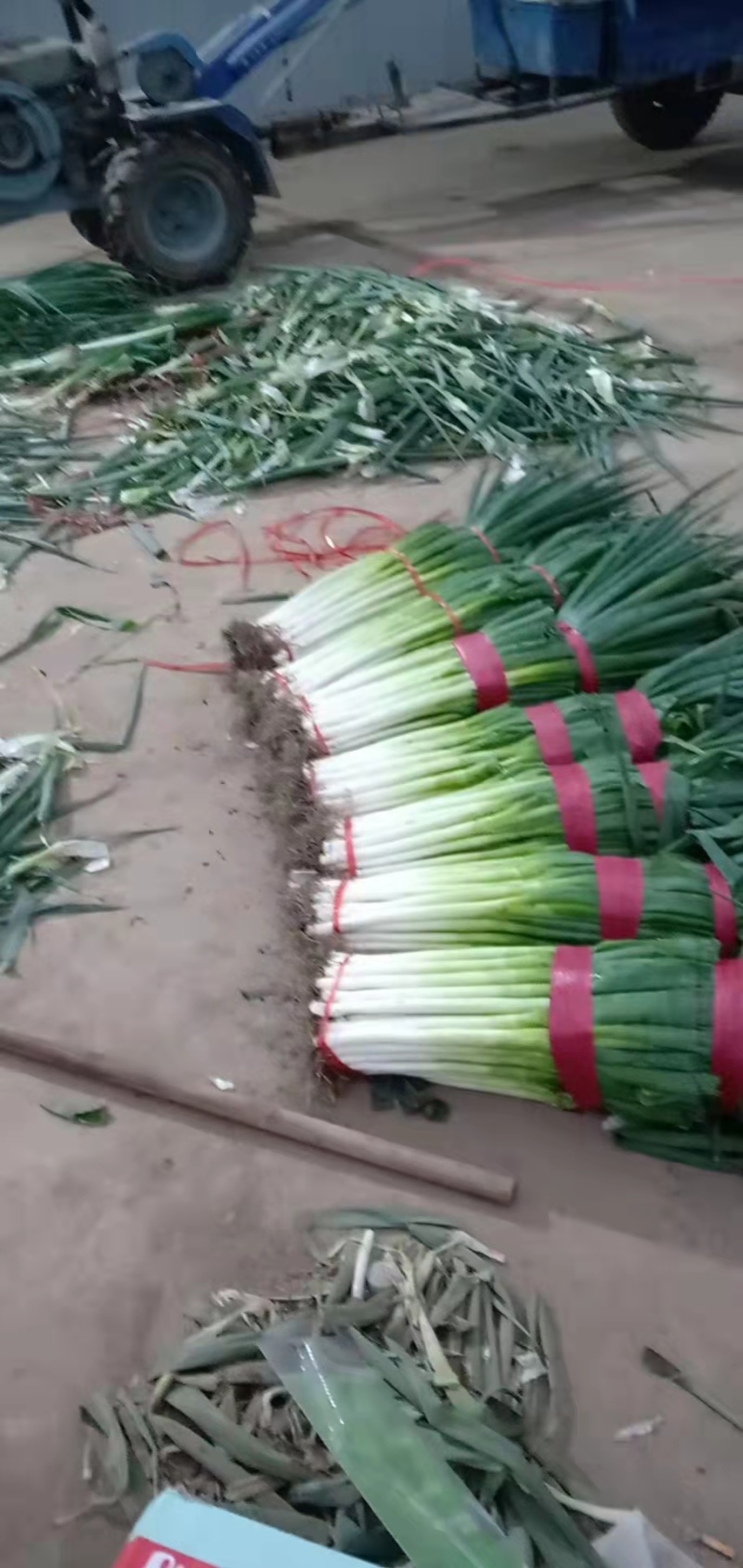 互助大葱货量大质量好价格优惠欢迎订购