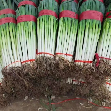 互助大葱货量大质量好价格优惠欢迎订购