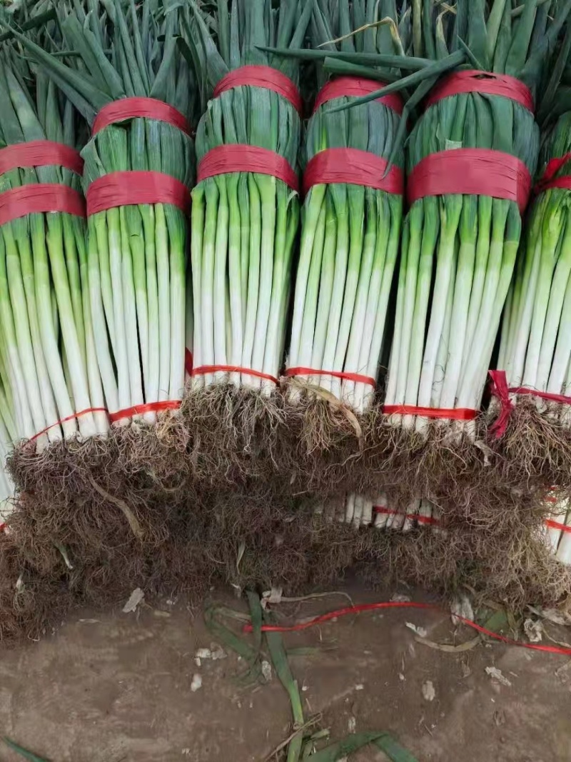 互助大白葱条形好质量佳欢迎订购量大从优