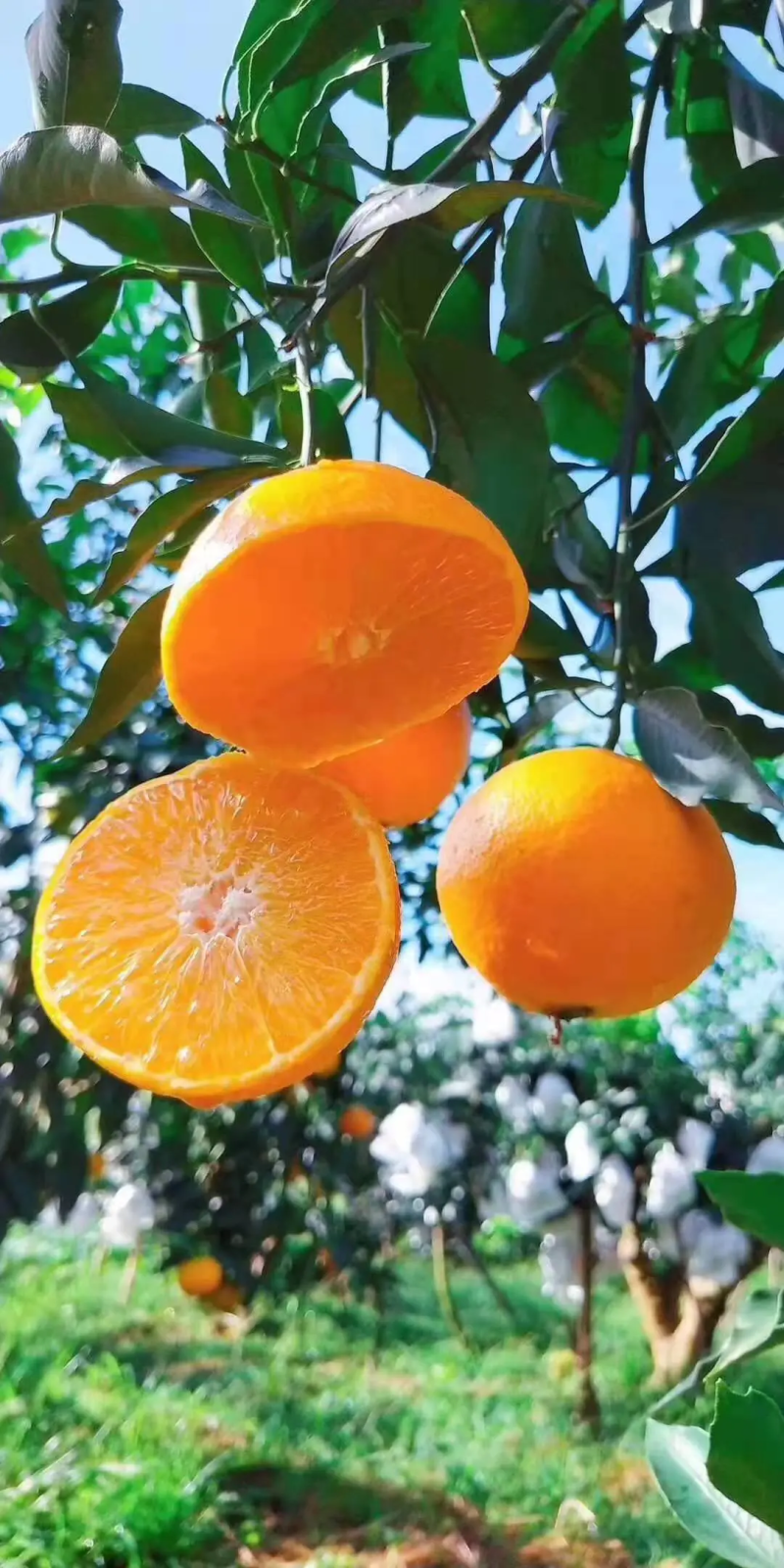 【推荐】爱媛橙现大量上市果农精心采摘，甘甜可口欢迎订购