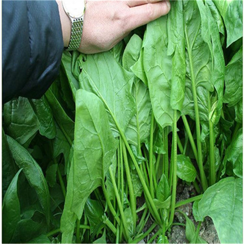 绿宝大叶菠菜种子四季蔬菜秋冬籽种籽抗热菜种波菜种子叶面光