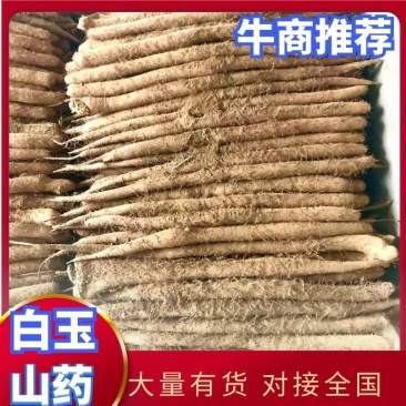 批发白玉山药，大货，小货，巴掌，产地直发欢迎来电订货