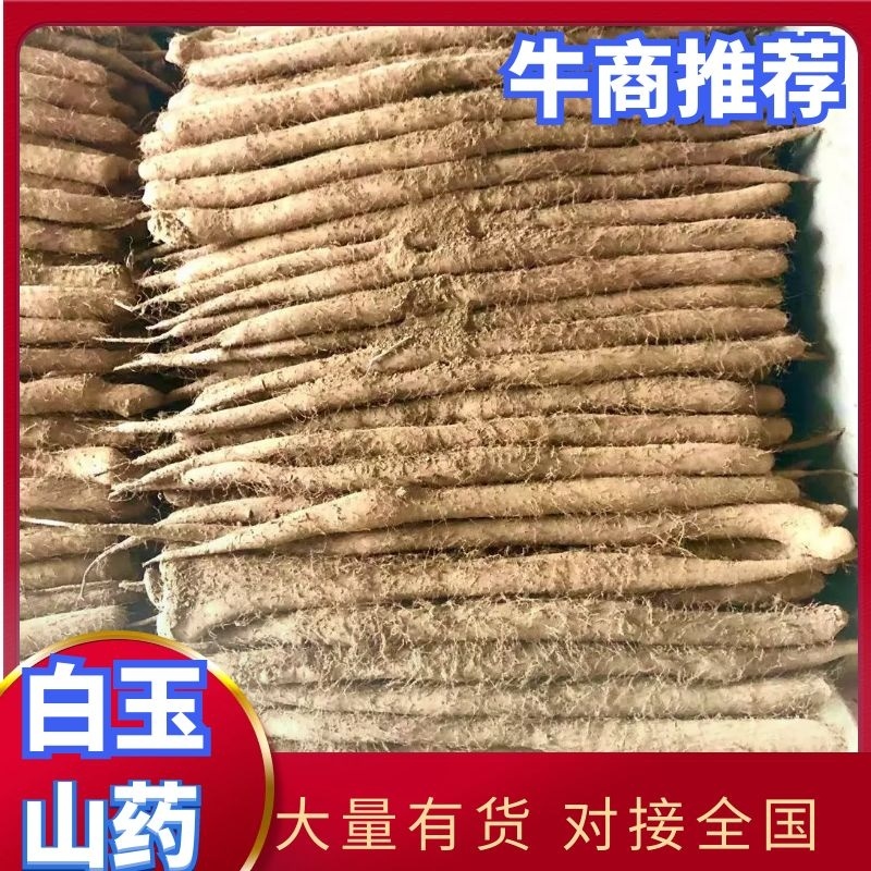 批发白玉山药，大货，小货，巴掌，产地直发欢迎来电订货