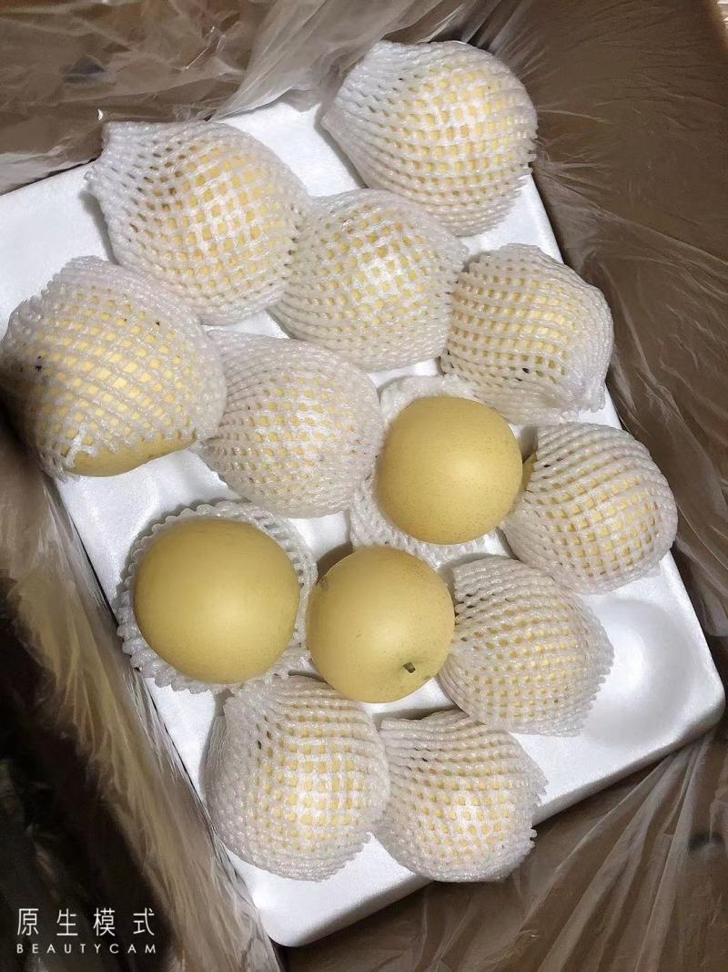 【鸭梨】河北水晶鸭梨，精品梨子产地直发价格便宜对接全国