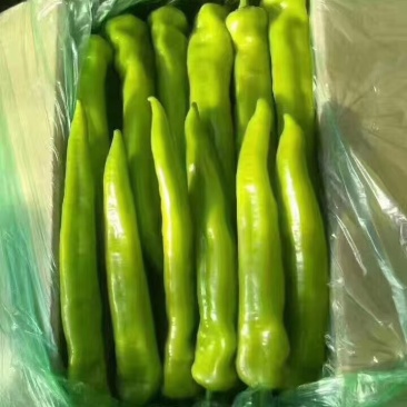 热卖中辽宁鞍山蔬菜尖椒，大量供应，物美价廉，欢迎致电洽谈