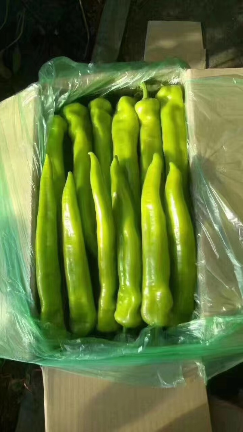 热卖中辽宁鞍山蔬菜尖椒，大量供应，物美价廉，欢迎致电洽谈