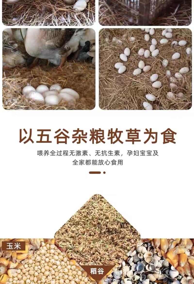 【精品推荐】新鲜鹅蛋优质特大农家散养品质保证防震