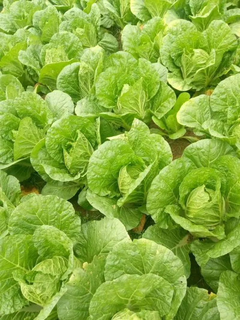 黄心白菜山东潍坊精品对接全国客户一手货源价格优惠
