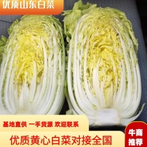 黄心白菜山东潍坊精品对接全国客户一手货源价格优惠