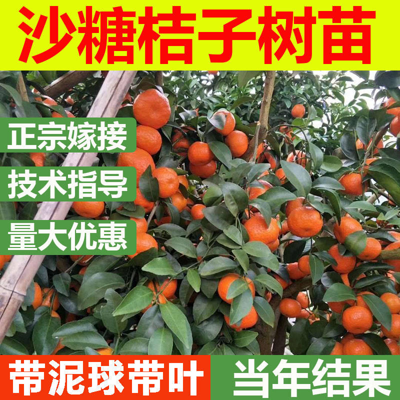 正宗嫁接橘子苗砂糖橘苗金桔苗南北方种植盆栽地栽果树苗当年