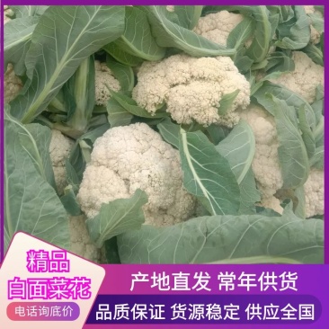 青梗白面散花2~3斤乳白基地直供支持来款代收代发