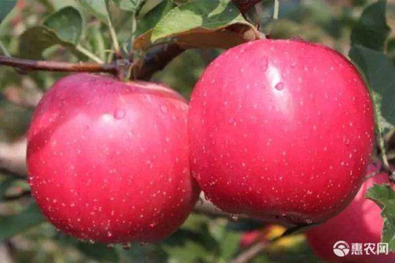 众成一号苹果苗品种嫁接苗规格齐全品种纯正