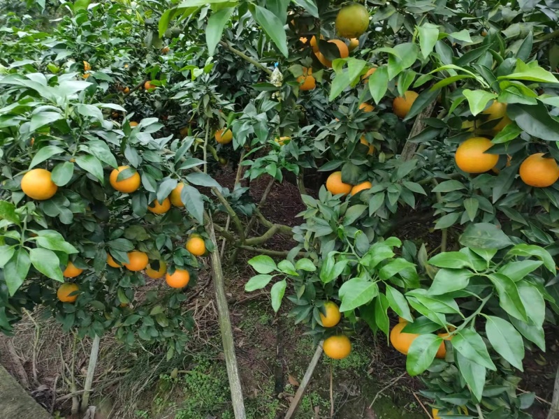 【荐】精品四川爱媛38果冻橙大量上市现订现摘诚信经营