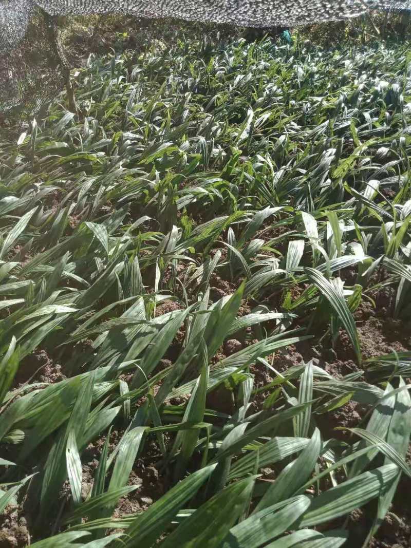 东北野生毛慈菇种苗毛慈菇全苗，纯正野生，生命力强
