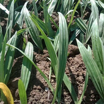 东北野生毛慈菇种苗毛慈菇全苗，纯正野生，生命力强
