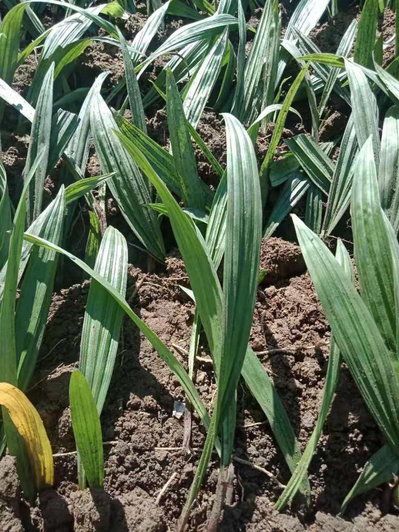 东北野生毛慈菇种苗毛慈菇全苗，纯正野生，生命力强