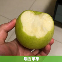 新品种苹果苗【瑞雪、爱妃】高价苹果乔化矮化苹果苗