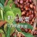 2025年甜过初恋，迁西313板栗甜香糯，营养价值高