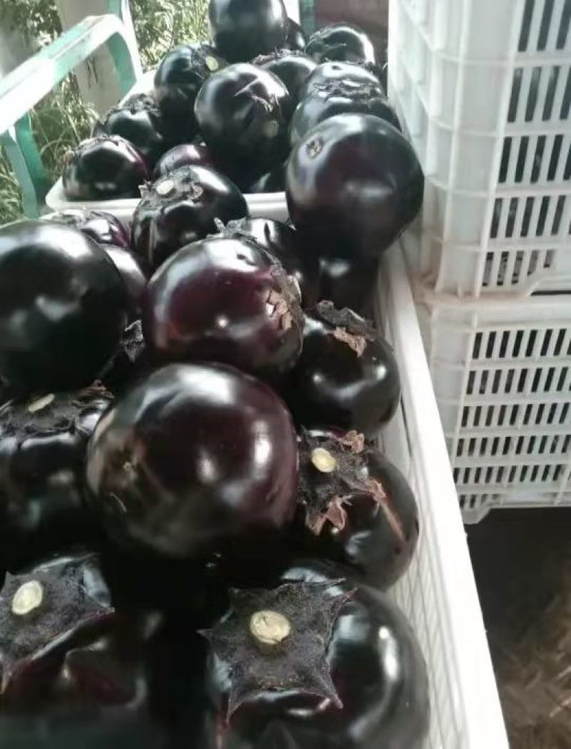 聊城莘县精品紫光园茄大量上市诚接各大商超市场