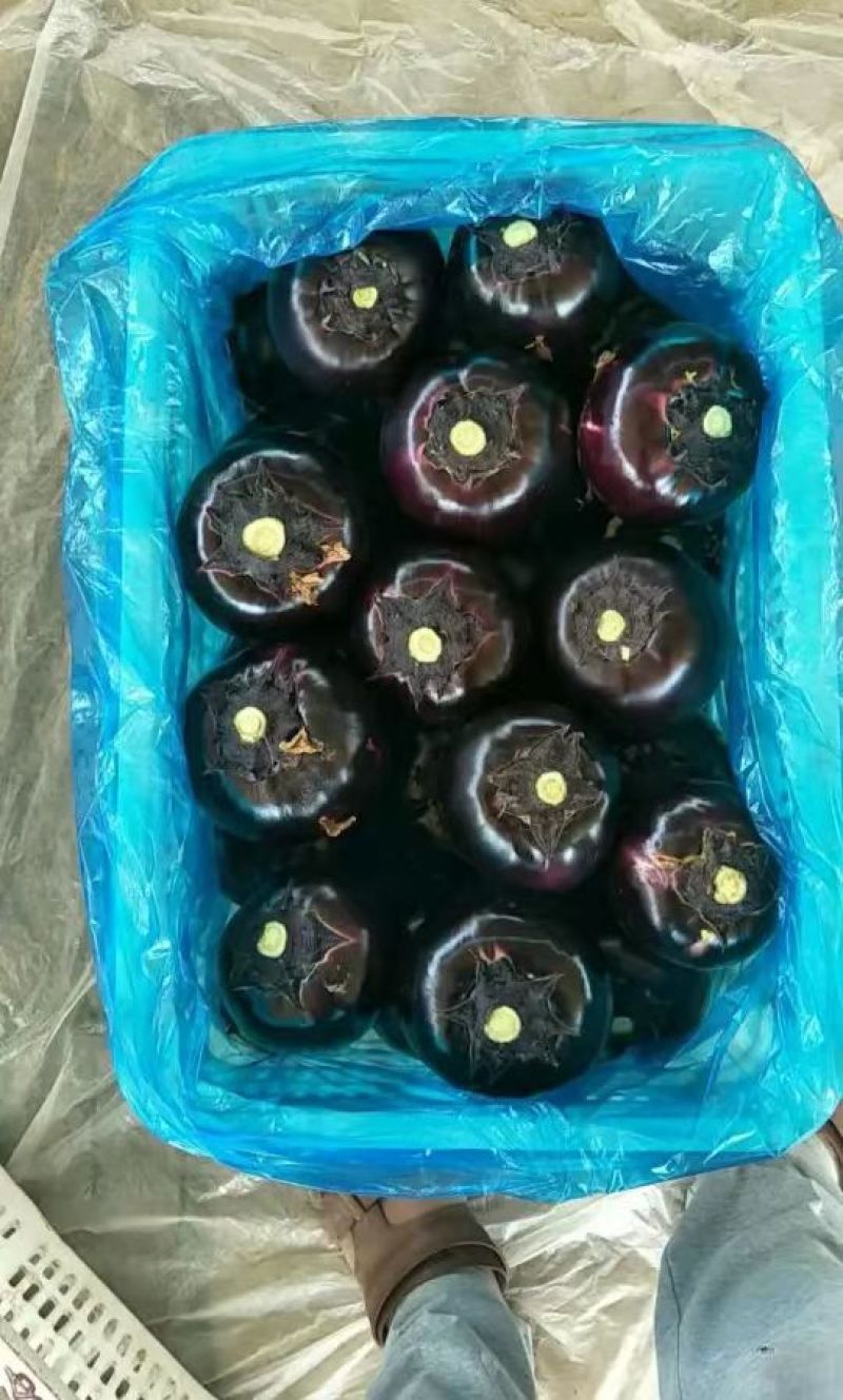 聊城莘县精品紫光园茄大量上市诚接各大商超市场