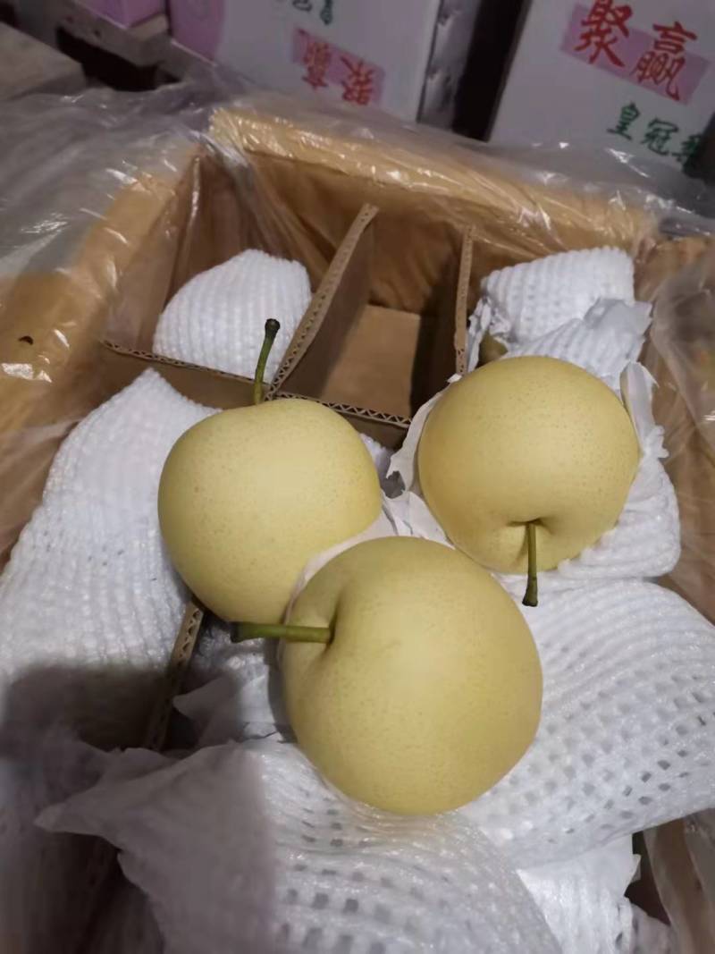 【梨】皇冠梨皮薄多汁可视频看货产地货源欢迎选购