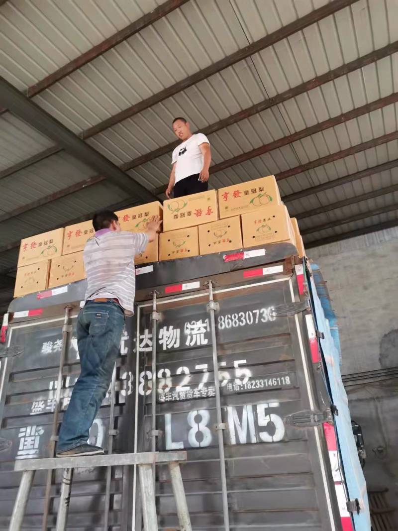 【梨】皇冠梨皮薄多汁可视频看货产地货源欢迎选购