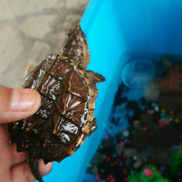 【精选】鳄龟杂佛鳄龟基地养殖一手货货源欢迎选购包