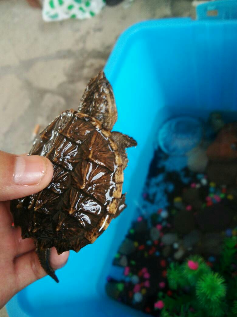 【精选】鳄龟杂佛鳄龟基地养殖一手货货源欢迎选购包