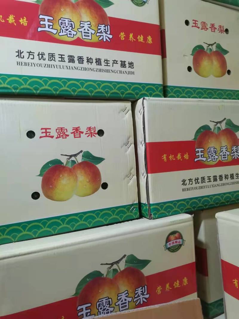 【梨】河北精品红香酥梨皮薄多汁坏单包赔代发全国