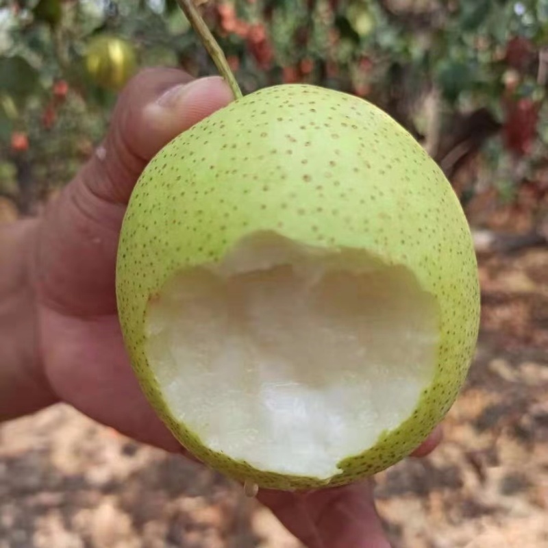 精品雪花梨一手货源保质保量坏单包赔欢迎咨询