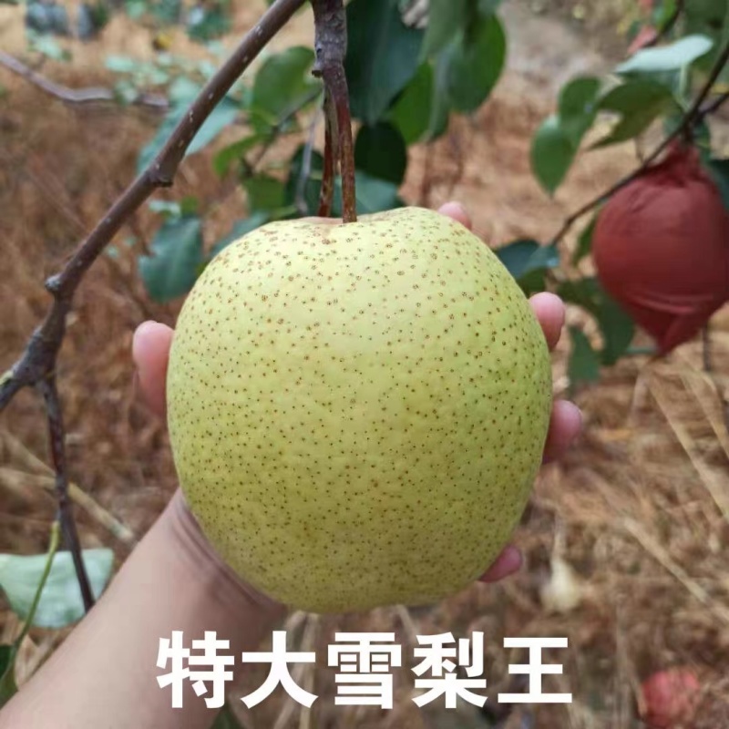精品雪花梨一手货源保质保量坏单包赔欢迎咨询