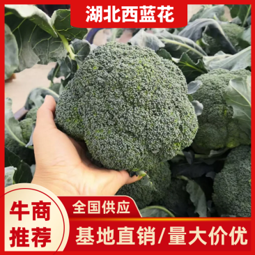 【牛商推荐】湖北西蓝花花耶菜，万亩基地货量充足