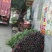 【包存活】杨桃苗台湾四季红杨桃苗，基地现挖现发，全国发货