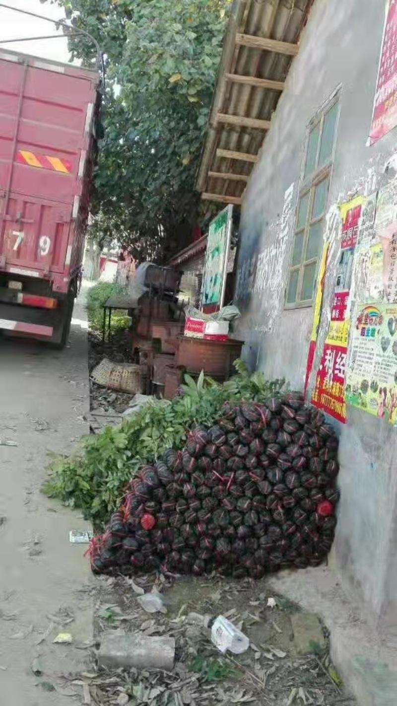 【包存活】杨桃苗台湾四季红杨桃苗，基地现挖现发，全国发货