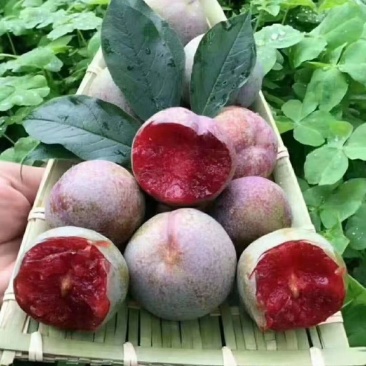 李子树苗，恐龙蛋李子树苗，多个品种李子树苗