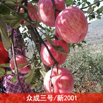 【新2001/众成三号】宽条纹【红富士苹果苗】乔化
