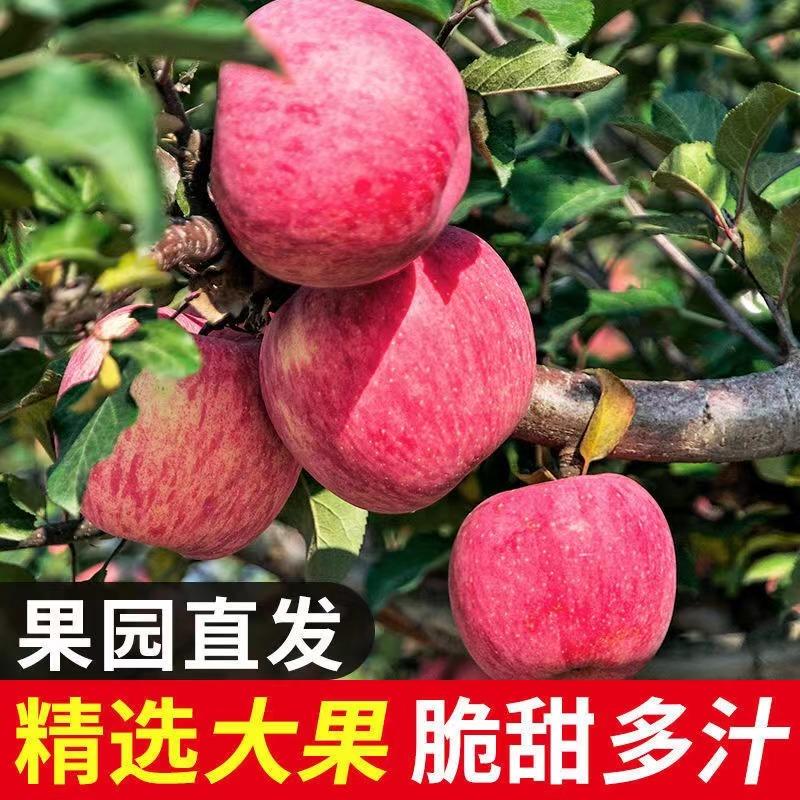 【苹果】精品红富士苹果脆甜多汁商超品质可视频看货